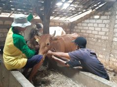 Pantau Virus PMK, Petugas Ambil Contoh Darah Ribuan Sapi Pantau Virus PMK, Petugas Ambil Contoh Darah Ribuan Sapi