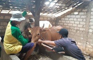 Pantau Virus PMK, Petugas Ambil Contoh Darah Ribuan Sapi Pantau Virus PMK, Petugas Ambil Contoh Darah Ribuan Sapi