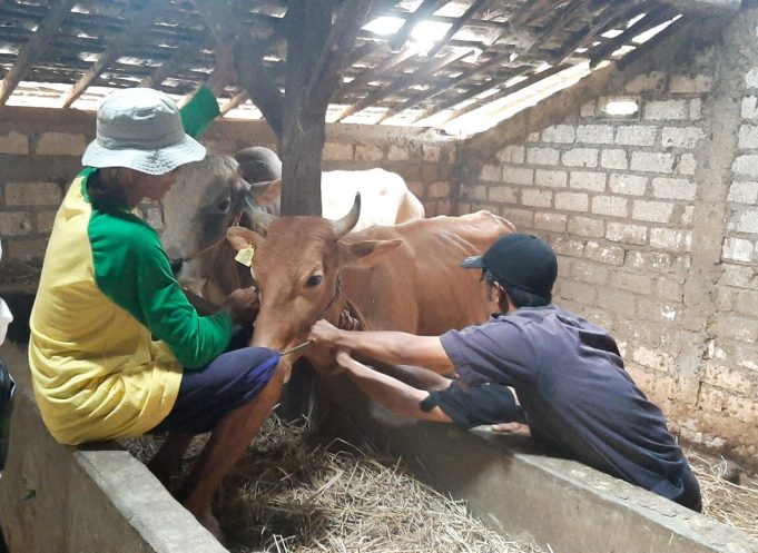Pantau Virus PMK, Petugas Ambil Contoh Darah Ribuan Sapi Pantau Virus PMK, Petugas Ambil Contoh Darah Ribuan Sapi