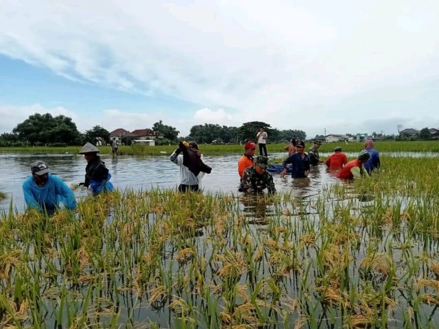 Ilustrasi, lahan petani kebanjiran