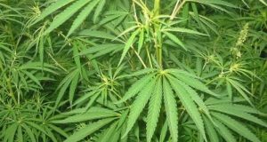 Ladang Ganja di Papua Digerebek! Ratusan Tanaman Dimusnahkan, Fakta Mengejutkan Terungkap Ladang Ganja