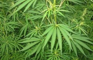 Ladang Ganja di Papua Digerebek! Ratusan Tanaman Dimusnahkan, Fakta Mengejutkan Terungkap Ladang Ganja