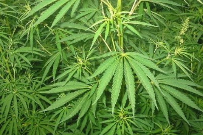 Ladang Ganja di Papua Digerebek! Ratusan Tanaman Dimusnahkan, Fakta Mengejutkan Terungkap Ladang Ganja