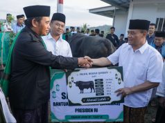 Sapi 906 Kg dari Gubernur Jateng, Kado Iduladha Warga Huntara Tegal Sapi 906 Kg dari Gubernur Jateng, Kado Iduladha Warga Huntara Tegal