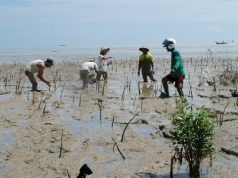 Ribuan Mangrove Ditanam di Pesisir Tluwuk Pati, Pelajar Dilibatkan Jaga Lingkungan