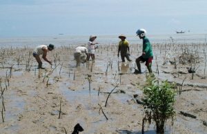 Ribuan Mangrove Ditanam di Pesisir Tluwuk Pati, Pelajar Dilibatkan Jaga Lingkungan
