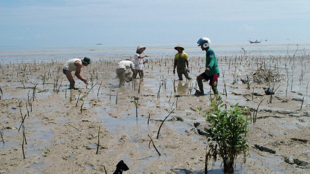 Ribuan Mangrove Ditanam di Pesisir Tluwuk Pati, Pelajar Dilibatkan Jaga Lingkungan