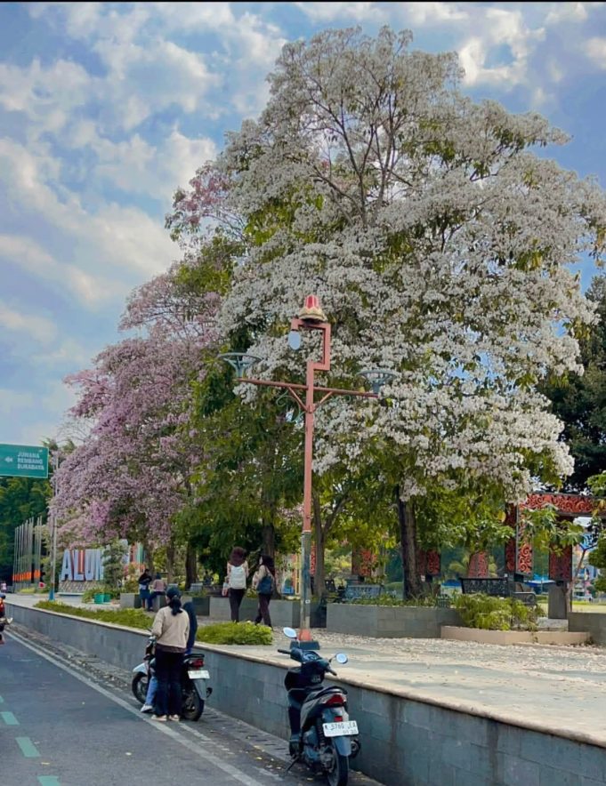 Alun-Alun Pati ‘Serasa Jepang’, Pemkab Bagikan 250 Bibit Tabebuya Gratis Buat Warga